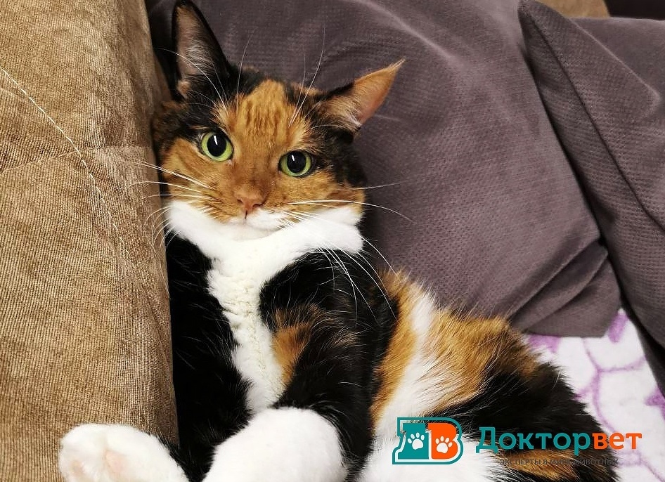 Ветеринар офтальмолог в Калуге. Заворот век у кошек.