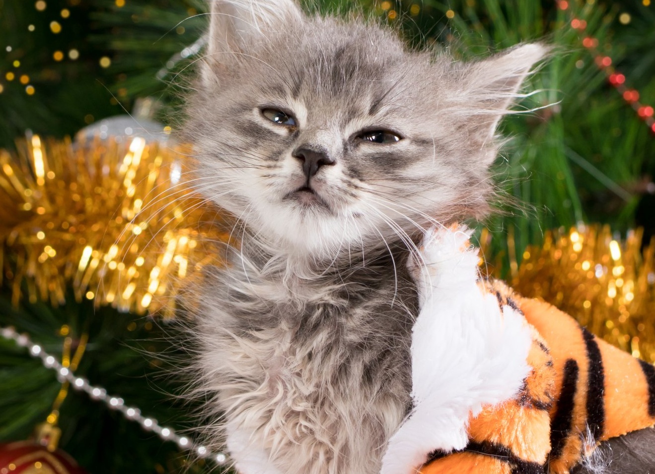 Новогодние опасности для питомца!