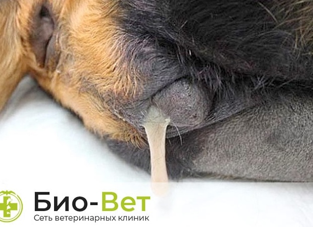 Гной из петли у собаки.