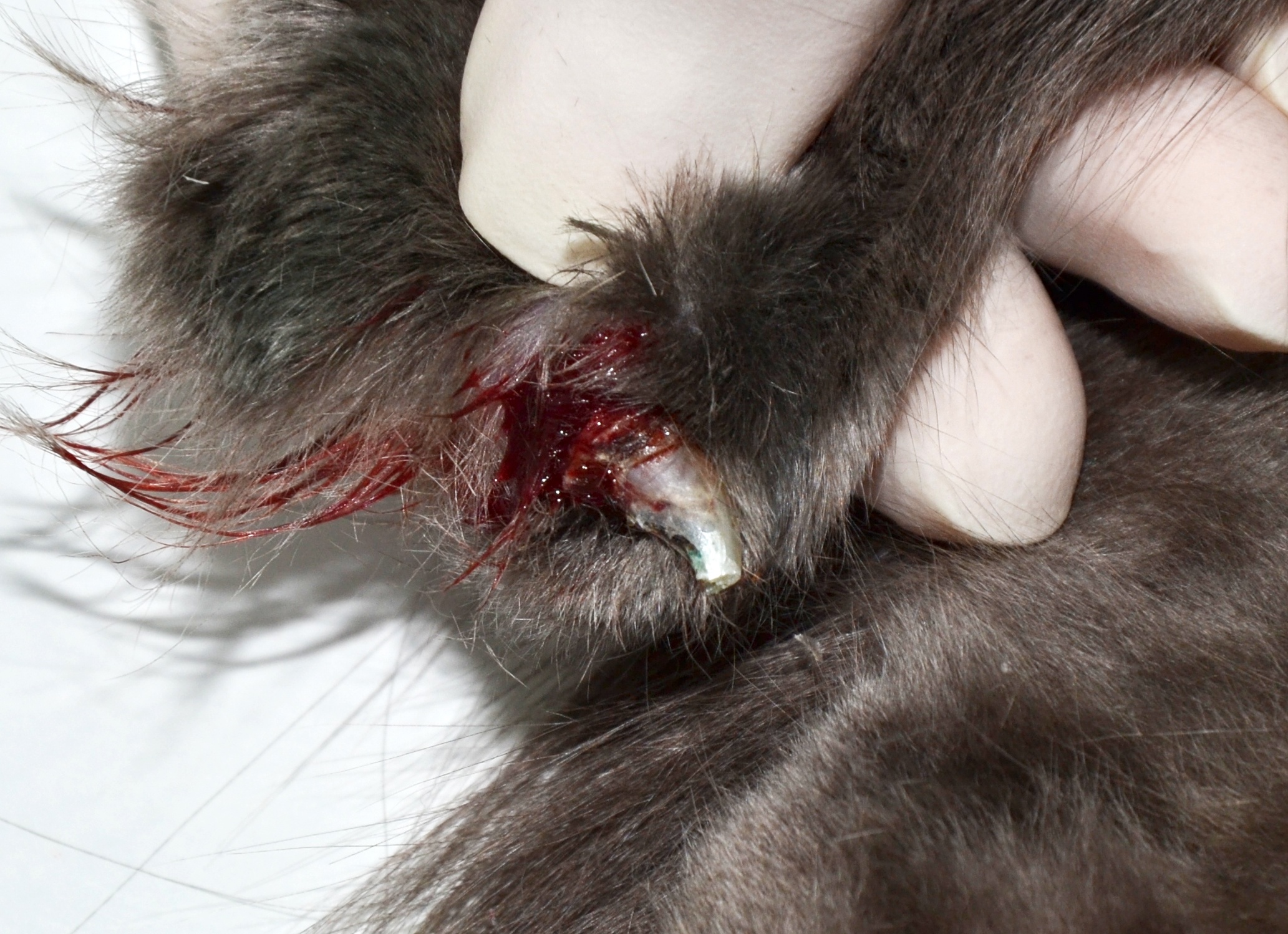 Что делать, если у щенка сломался клык?