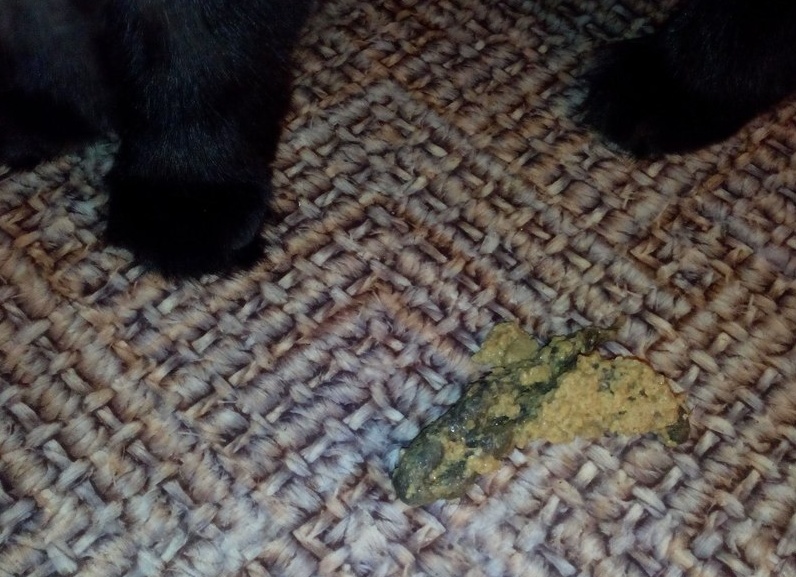 Что делать, если кот нализался шерсти?