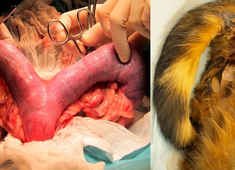 Пиометра у мопса.