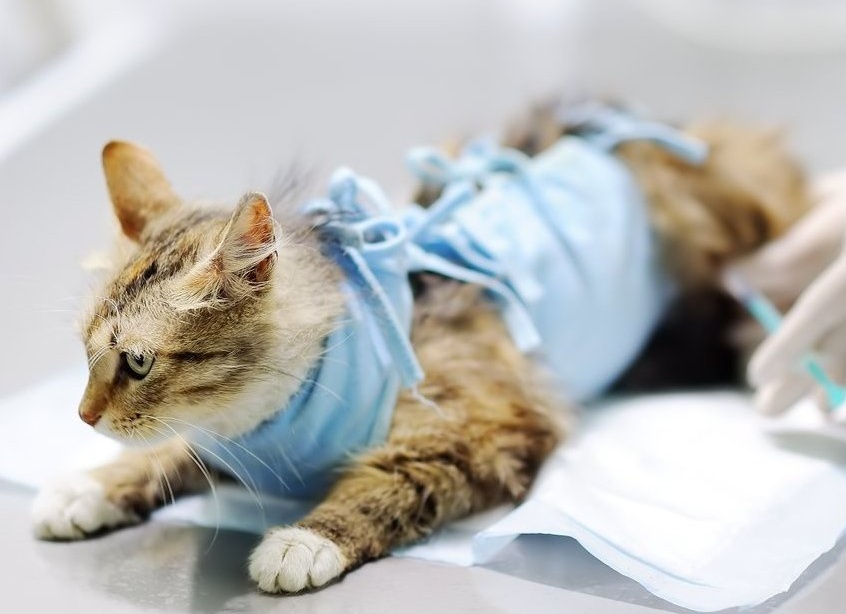 Стерилизация кошки в Калуге